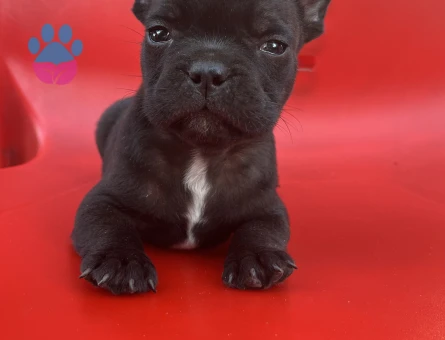 A Kalite Blue Ve Siyah French Bulldog Yavru - 8995 - Görsel 5