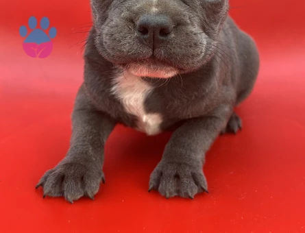 A Kalite Blue Ve Siyah French Bulldog Yavru - 8995 - Görsel 2