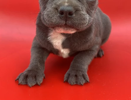A Kalite Blue Ve Siyah French Bulldog Yavru - 8995