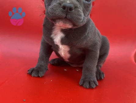 A Kalite Blue Ve Siyah French Bulldog Yavru - 8995 - Görsel 4