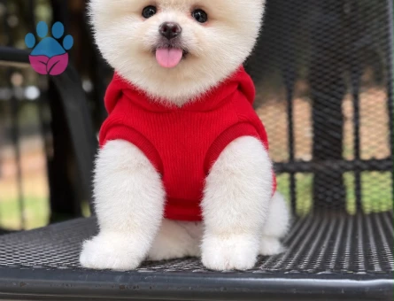 POMERANIAN ÜRETİM ÇİFTLİĞİNDEN - 8996 - Görsel 2