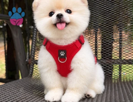 POMERANIAN ÜRETİM ÇİFTLİĞİNDEN - 8996 - Görsel 4