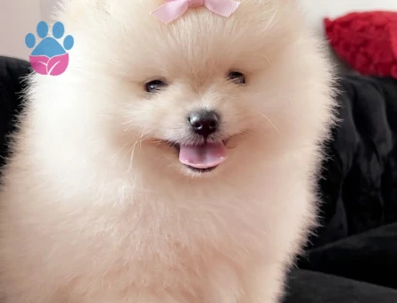 POMERANİAN BOO BABY FACE - 8997 - Görsel 3