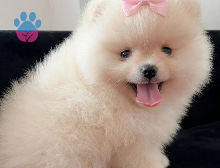 POMERANİAN BOO BABY FACE - 8997 - Görsel 2
