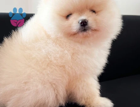 POMERANİAN BOO BABY FACE - 8997 - Görsel 4