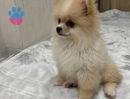 Pamuk Gibi Tüyleriyle Teddy Surat Pomeranian Yavrumuz - 9001 - Görsel 4