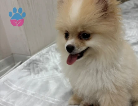 Pamuk Gibi Tüyleriyle Teddy Surat Pomeranian Yavrumuz - 9001