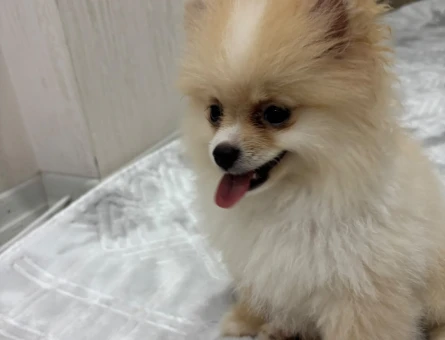 Pamuk Gibi Tüyleriyle Teddy Surat Pomeranian Yavrumuz - 9001