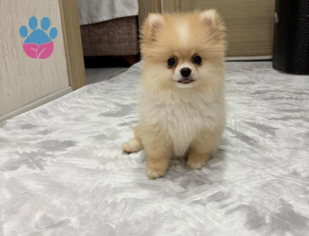 Pamuk Gibi Tüyleriyle Teddy Surat Pomeranian Yavrumuz - 9001 - Görsel 3