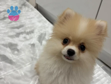 Pamuk Gibi Tüyleriyle Teddy Surat Pomeranian Yavrumuz - 9001 - Görsel 5