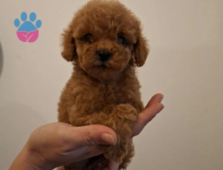 TEACUP TOY PODDLE BEBEKLERİM MEVCUT - 9004 - Görsel 3