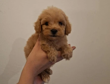 F1 TEACUP MALTİPOO BEBEKLER MEVCUT - 9005