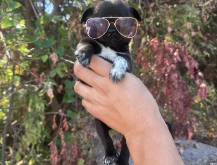 0 NUMARA TEACUP CHİHUAHUA BEBEKLER HAZIR - 9006