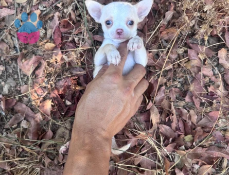0 NUMARA TEACUP CHİHUAHUA BEBEKLER HAZIR - 9006 - Görsel 5