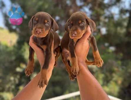 DOBERMAN YAVRULARIM SAĞLIK VE IRK GARANTİLİDİR - 9007 - Görsel 3