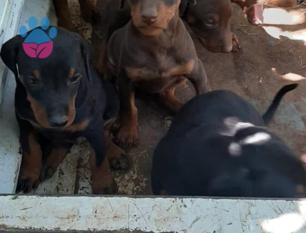 DOBERMAN YAVRULARIM SAĞLIK VE IRK GARANTİLİDİR - 9007