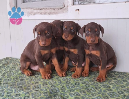 DOBERMAN YAVRULARIM SAĞLIK VE IRK GARANTİLİDİR - 9007 - Görsel 4