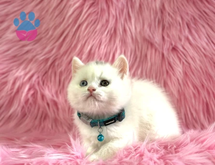 British Shorthair Old Eyes Erkek 2 Aylık