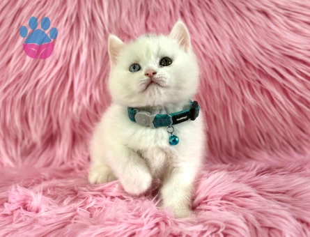 British Shorthair Old Eyes Erkek 2 Aylık