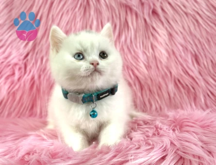 British Shorthair Old Eyes Erkek 2 Aylık
