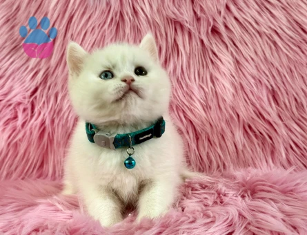 British Shorthair Old Eyes Erkek 2 Aylık