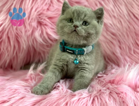 British Shorthair Lilac Erkek 2 Aylık Topaç Kafa