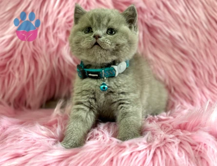 British Shorthair Lilac Erkek 2 Aylık Topaç Kafa