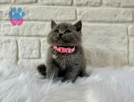 British Shorthair Gri Topaç Kafa Dişi