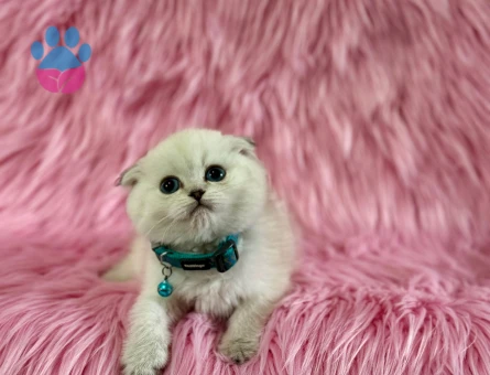 2 Aylık Scottish Fold Beyaz Erkek