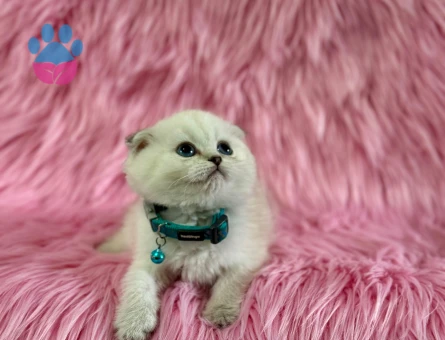 2 Aylık Scottish Fold Beyaz Erkek