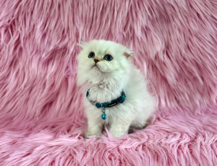 Scottish Fold Longhair Erkek 2 Aylık