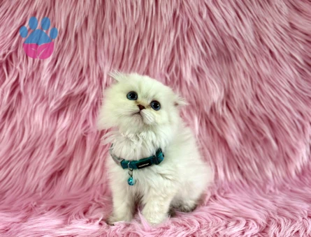 Scottish Fold Longhair Erkek 2 Aylık