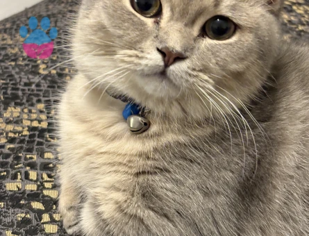 Nadir bulunan munchkin kedisi