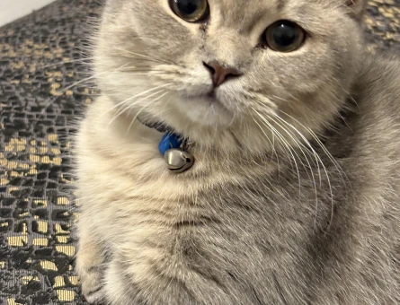 Nadir bulunan munchkin kedisi