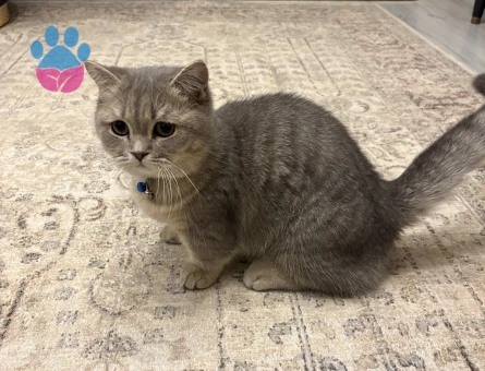 Nadir bulunan munchkin kedisi