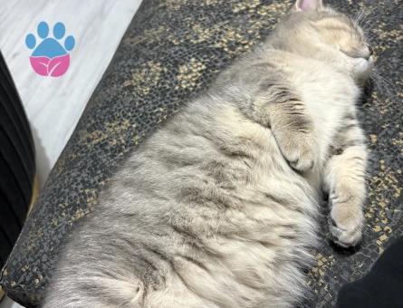 Nadir bulunan munchkin kedisi