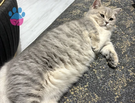 Nadir bulunan munchkin kedisi