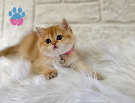 British Shorthair Golden Güneş Gibi Parlayan Yavrumuz
