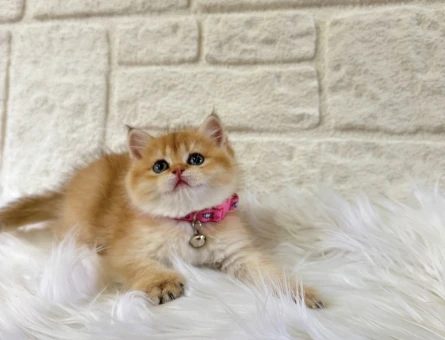 British Shorthair Golden Güneş Gibi Parlayan Yavrumuz