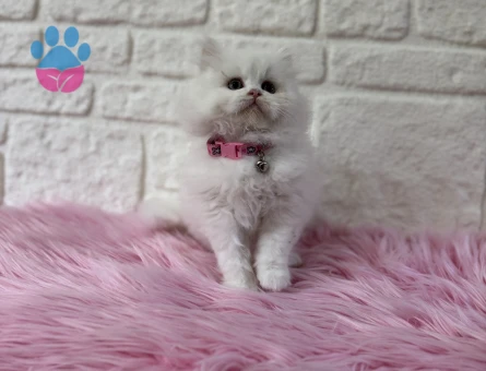 British Longhair Dişi Yavrumuz Pişmaniye Tadında