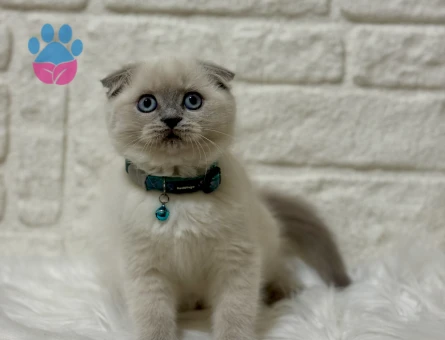 Scottish Fold Topaç Kafa Oyuncu Erkek Yavrumuz