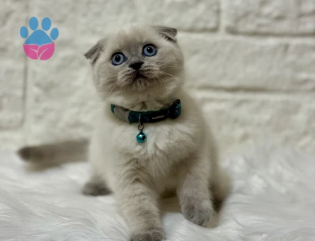 Scottish Fold Topaç Kafa Oyuncu Erkek Yavrumuz