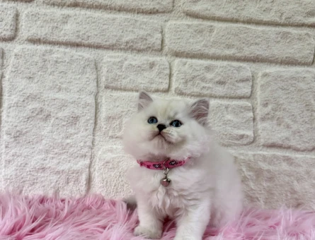 Duru Güzellik: British Longhair Zarif Yavrumuz Sizi Bekliyor