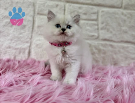 Duru Güzellik: British Longhair Zarif Yavrumuz Sizi Bekliyor