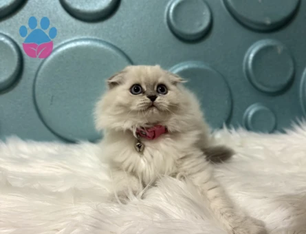 Scottish Fold Longhair Kibar Kızımız Yuva Arıyor