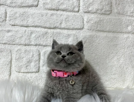 British Shorthair Gri Dişi 2 Aylık