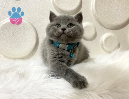 British Shorthair Pofuduk Erkek 2 Aylık