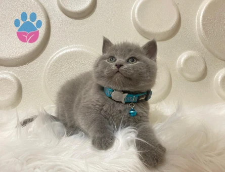 British Shorthair Pofuduk Erkek 2 Aylık