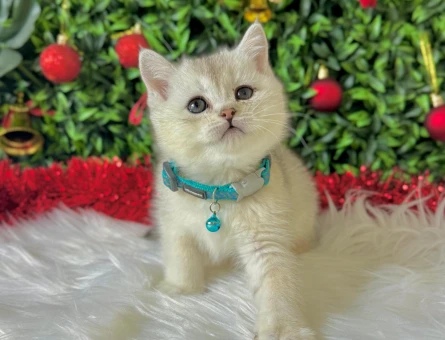 British Shorthair Silver Erkek 2 Aylık