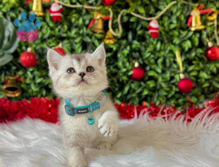 British Shorthair Tabby Erkek 2 Aylık